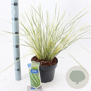 Lomandra longifolia White Sands 40-50 cm 5,0L
