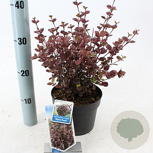 Lophomyrtus ralphii Black Pearl 25-30 cm 2,0L