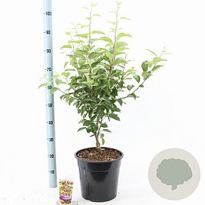 Malus 'Evereste' 100-120 cm 10L