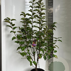 Malus 'Evereste' 100-120 cm 10L