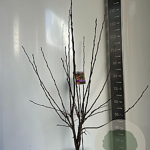 Malus 'Evereste' 100-120 cm 10L