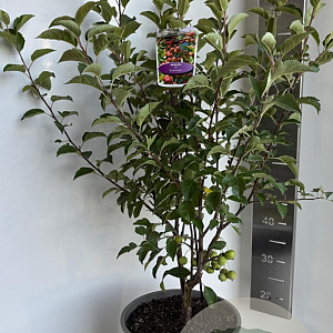 Malus 'Evereste' 100-120 cm 10L