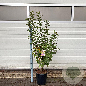 Malus 'Evereste' 100-120 cm 10L