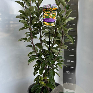 Malus 'Golden Hornet' 100-120 cm 10L