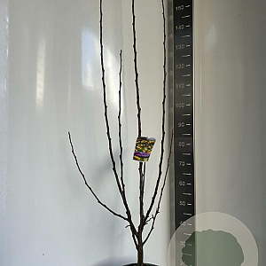Malus 'Golden Hornet' 100-120 cm 10L