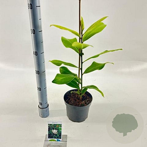Magnolia grandiflora 50-60 cm 2,0L