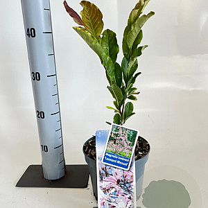 Magnolia loebneri 'Leonard Messel' 50-60 cm 2,0L