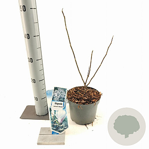 Magnolia loebneri 'Leonard Messel' 50-60 cm 2,0L