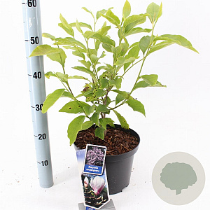 Magnolia soulangeana 50-60 cm 5,0L