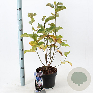 Magnolia soulangeana 50-60 cm 5,0L