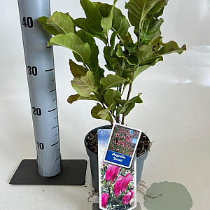 Magnolia 'Susan' 40-50 cm 2,0L