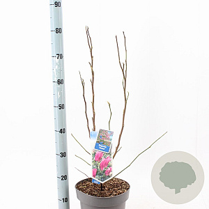 Magnolia 'Susan' 40-50 cm 5,0L