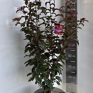 Malus 'Veitch's Scarlet' 100-120 cm 10L