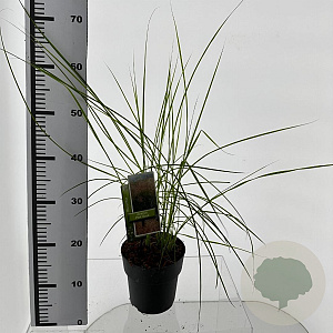 Miscanthus sin. Pink Cloud 30-40 cm 2,0L