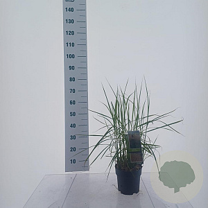 Miscanthus sin. Pink Cloud 40-70 cm 3,0L