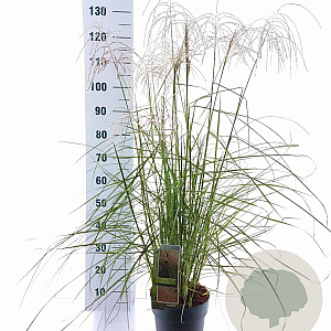 Miscanthus sin. Pink Cloud GM 6,5L