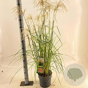 Miscanthus sin. Pink Cloud GM 6,5L