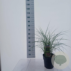 Miscanthus sin. Red Cloud GM 6,5L
