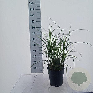 Miscanthus sin. 'Strictus Dwarf' 70-80 cm 6,5L