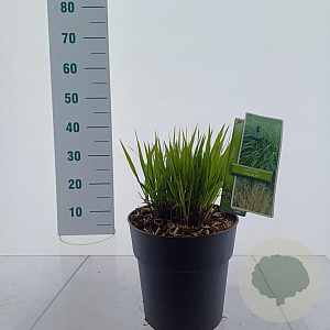Molinia arund. 'Skyracer' 50-80 cm 6,5L