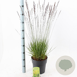 Molinia caerulea 'Edith Dudszus' 50-80 cm 6,5L