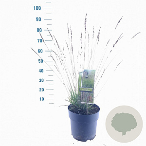 Molinia caerulea 'Edith Dudszus' 50-80 cm 6,5L