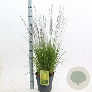 Molinia caerulea 'Edith Dudszus' 50-80 cm 6,5L
