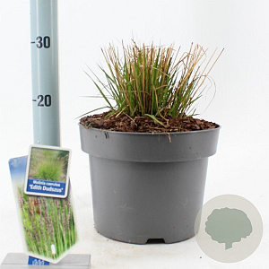 Molinia caerulea 'Edith Dudszus' 50-80 cm 6,5L