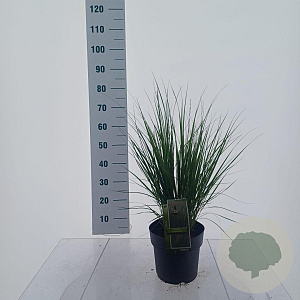 Molinia caerulea 'Heidebraut' 50-80 cm 6,5L