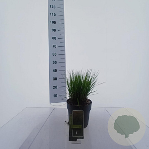 Molinia caerulea 'Heidebraut' GM C3
