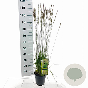 Molinia caerulea 'Moorflamme' 35-40 cm 3,0L