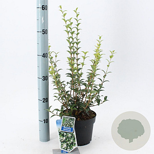 Osmanthus burkwoodii 30-40 cm 2,0L