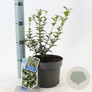 Osmanthus burkwoodii 30-40 cm 2,0L