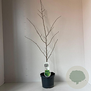 Parrotia persica 40-50 cm 3,0L met stok