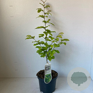 Parrotia persica 40-50 cm 3,0L met stok