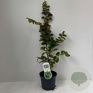 Parrotia persica 70-90 cm 3,5L