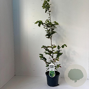 Parrotia persica 70-90 cm 3,5L