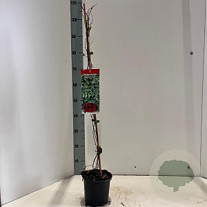 Parthenocissus tr. 'Veitchii' 70-80 cm P15 met stok