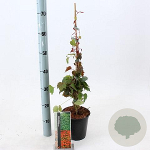 Parthenocissus tr. 'Veitchii' 70-80 cm P15 met stok