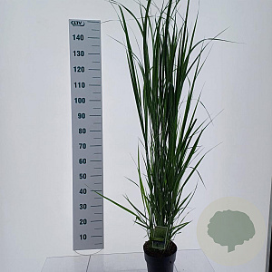 Panicum virgatum 'Northwind' 30-50 cm 3,0L