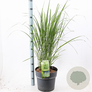 Panicum virgatum 'Northwind' 60-120 cm 12L