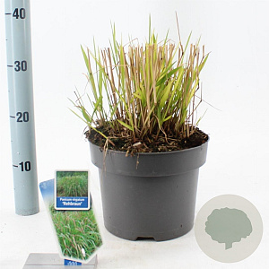 Panicum virgatum 'Rehbraun' 60-90 cm 6,5L