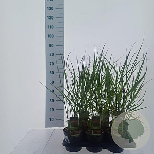 Panicum virgatum 'Squaw' 30-60 cm 2,0L