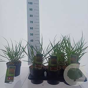 Panicum virgatum 'Squaw' 30-60 cm 2,0L