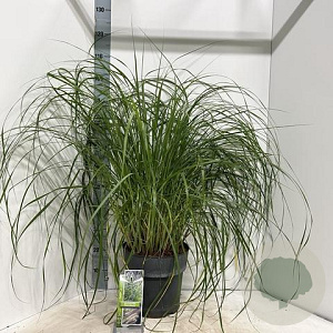 Pennisetum al. 'Black Beauty' 30-40 cm 12L