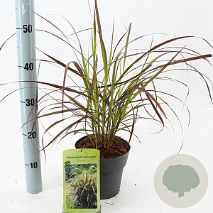 Pennisetum advena 'Rubrum' 25-30 cm 2,0L