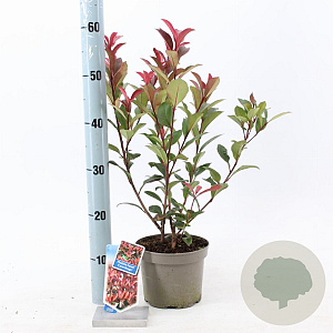 Photinia fraseri Carré Rouge 25-30 cm 2,0L