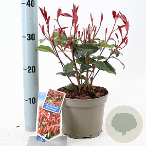 Photinia fraseri Carré Rouge 25-30 cm 2,0L