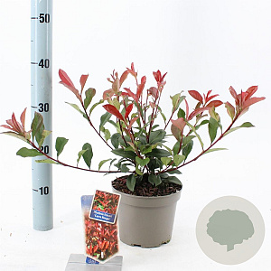 Photinia fraseri Carré Rouge 25-30 cm 2,0L