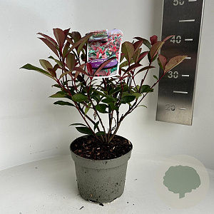 Photinia fraseri Carré Rouge 25-30 cm 2,0L